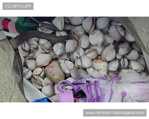 惠州台风后海鲜现身，赶海生活热闹非凡，惠州台风季节是几月份